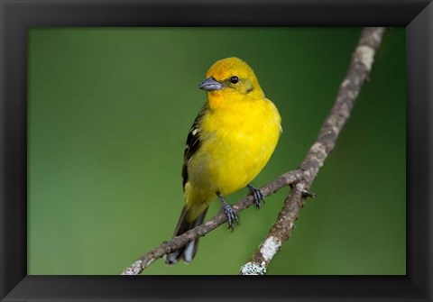 Framed Flame-Colored Tanager, Costa Rica Print