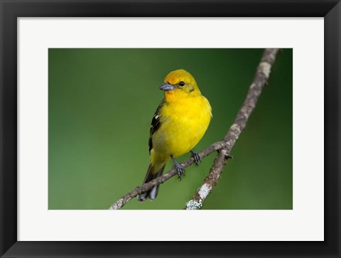 Framed Flame-Colored Tanager, Costa Rica Print