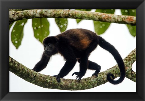 Framed Black Howler Monkey, Sarapiqui, Costa Rica Print