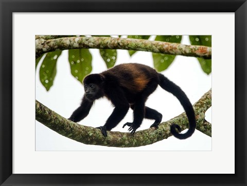 Framed Black Howler Monkey, Sarapiqui, Costa Rica Print