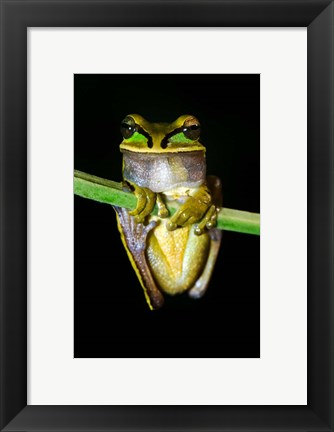 Framed Masked Tree Frog Sarapiqui, Costa Rica Print