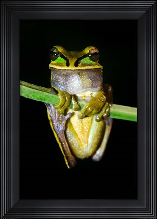 Framed Masked Tree Frog Sarapiqui, Costa Rica Print