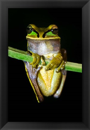 Framed Masked Tree Frog Sarapiqui, Costa Rica Print