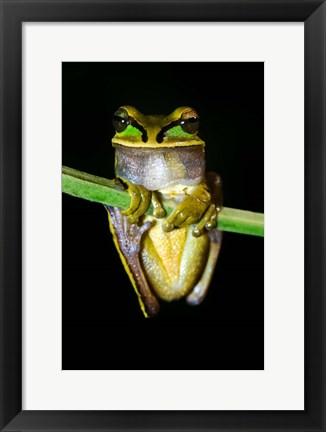 Framed Masked Tree Frog Sarapiqui, Costa Rica Print