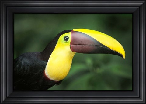 Framed Keel-Billed Toucan, Sarapiqui, Costa Rica Print
