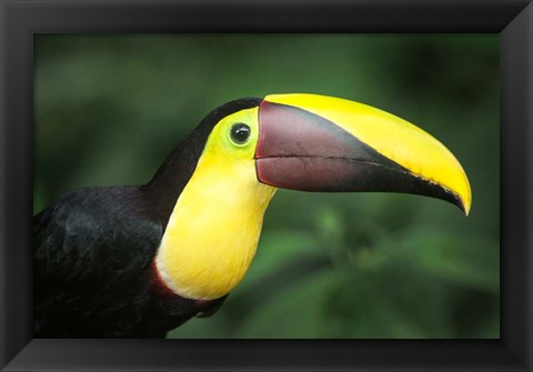 Framed Keel-Billed Toucan, Sarapiqui, Costa Rica Print