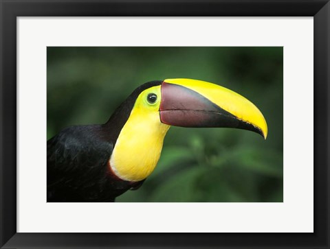 Framed Keel-Billed Toucan, Sarapiqui, Costa Rica Print