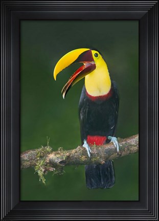 Framed Keel-Billed Toucan, Sarapiqui, Costa Rica Print
