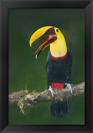 Framed Keel-Billed Toucan, Sarapiqui, Costa Rica Print