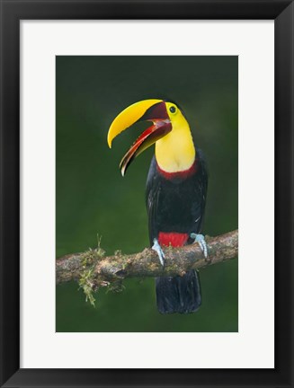 Framed Keel-Billed Toucan, Sarapiqui, Costa Rica Print