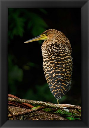 Framed Bare-Throated Tiger Heron, Tortuguero, Costa Rica Print