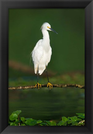 Framed Snowy Egret, Tortuguero, Costa Rica Print