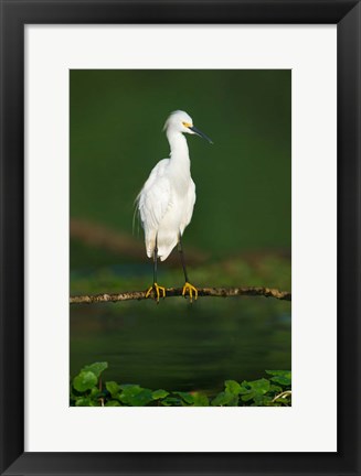 Framed Snowy Egret, Tortuguero, Costa Rica Print