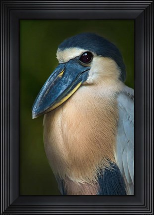 Framed Boat-Billed Heron, Tortuguero, Costa Rica Print