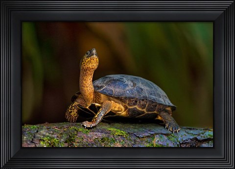 Framed Black Marsh Turtle, Tortuguero, Costa Rica Print