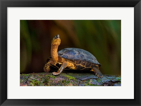 Framed Black Marsh Turtle, Tortuguero, Costa Rica Print