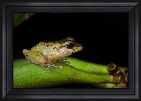 Framed Tink Frog, Tortuguero, Costa Rica Print