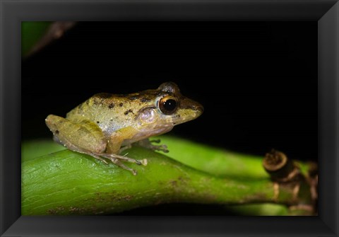 Framed Tink Frog, Tortuguero, Costa Rica Print