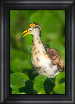 Framed Northern Jacana, Tortuguero, Costa Rica Print