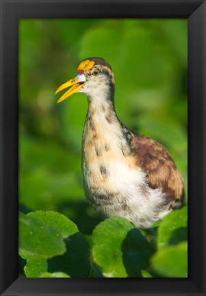 Framed Northern Jacana, Tortuguero, Costa Rica Print