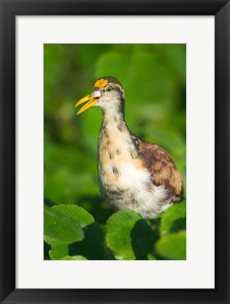 Framed Northern Jacana, Tortuguero, Costa Rica Print