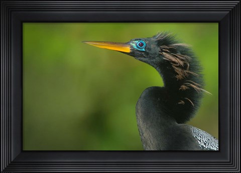 Framed Anhinga, Tortuguero, Costa Rica Print