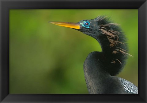 Framed Anhinga, Tortuguero, Costa Rica Print