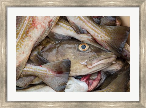 Framed Fresh Cod, Iceland Print