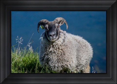 Framed Sheep Grazing, Iceland Print