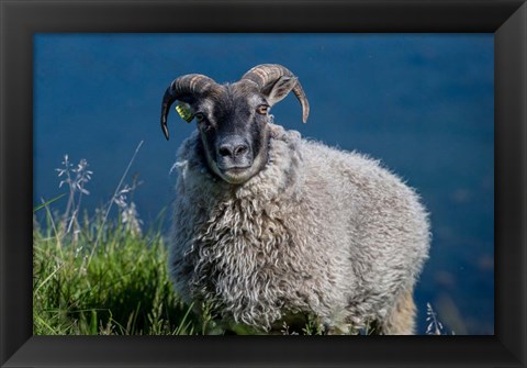 Framed Sheep Grazing, Iceland Print