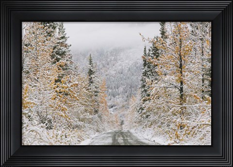 Framed Empty Forest Road, McCarthy, Alaska Print