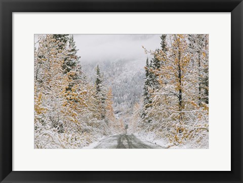 Framed Empty Forest Road, McCarthy, Alaska Print