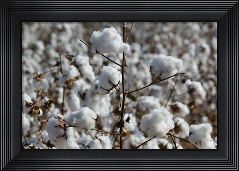 Framed Cotton Plants, Wellington, Texas Print