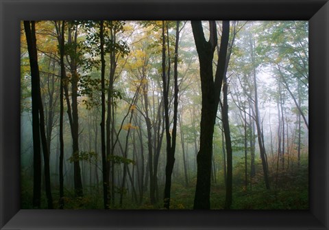 Framed Misty Forest In Autumn Print