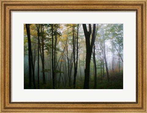 Framed Misty Forest In Autumn Print
