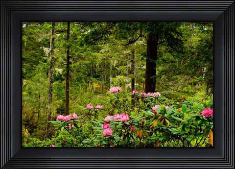 Framed Pacific Rhododendron Flowers Print