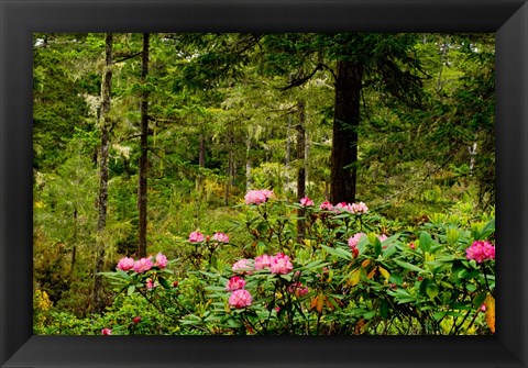 Framed Pacific Rhododendron Flowers Print