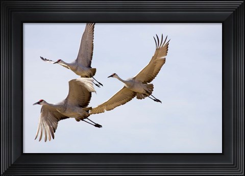 Framed Sandhill Cranes In Flight Print