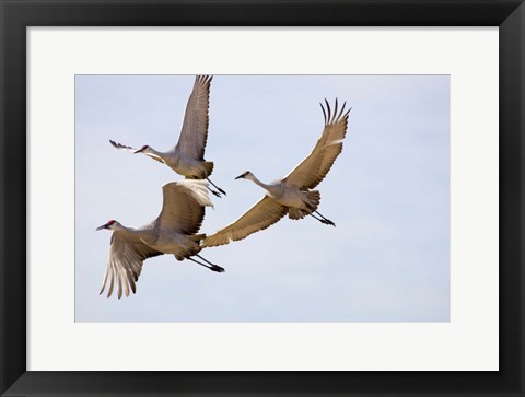 Framed Sandhill Cranes In Flight Print