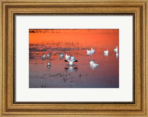 Framed Snow Geese On Water Print