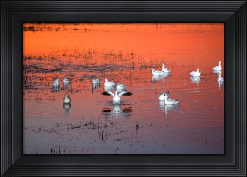 Framed Snow Geese On Water Print
