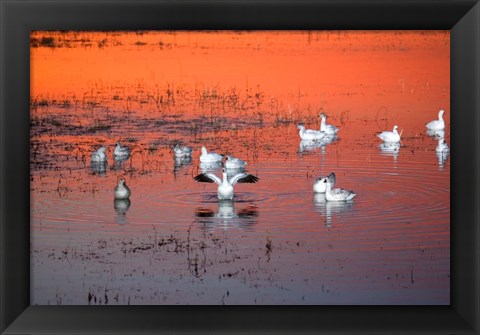 Framed Snow Geese On Water Print