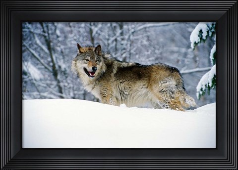 Framed Gray Wolf in Snow Print