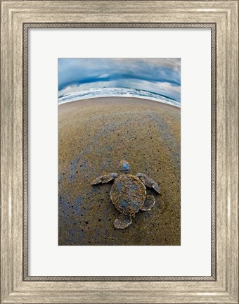 Framed Green Sea Turtle, Tortuguero, Costa Rica Print