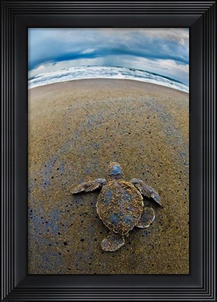 Framed Green Sea Turtle, Tortuguero, Costa Rica Print