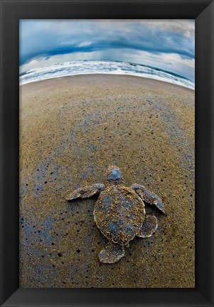 Framed Green Sea Turtle, Tortuguero, Costa Rica Print