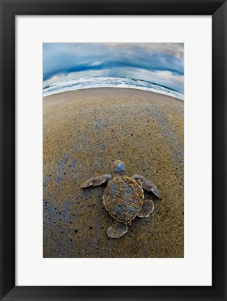 Framed Green Sea Turtle, Tortuguero, Costa Rica Print