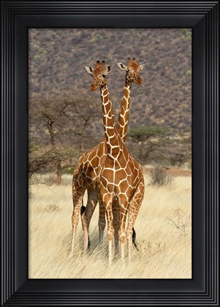 Framed Reticulated Giraffe Print