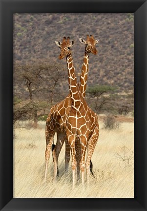 Framed Reticulated Giraffe Print