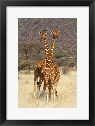 Framed Reticulated Giraffe Print